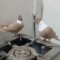 رسمی  نواری خطی کلاغ زرد سرخ سبز سیاه نروماده