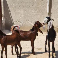 درودتان باد|حیوانات مزرعه|لامرد, |دیوار