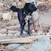 واگذاری سگ|سگ|داران, |دیوار