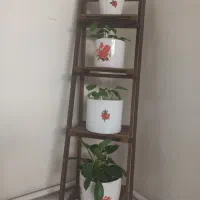 چهارعددگل وگلدون طبیعی بااستند