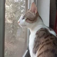 گربه نر یک ساله|گربه|لاهیجان, لیالستان|دیوار