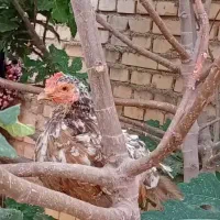 مرغ و خروس چامپینز|حیوانات مزرعه|اهواز, گلدشت|دیوار