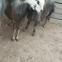 میش بره نر