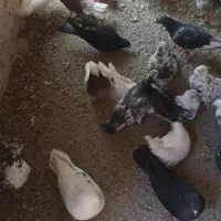 کفتر|پرنده|ماهدشت, |دیوار