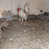 مرغ و خروس گلین