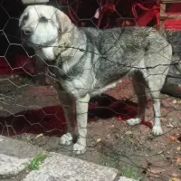 سگ پژدر