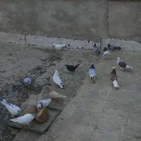 کبوتر یجایی