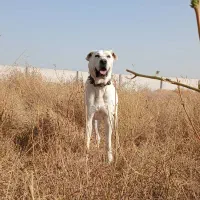 سگ نر|سگ|تربتحیدریه, پائین ولایت|دیوار