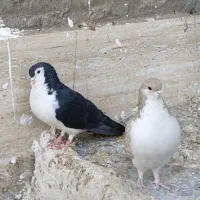 جفت کبوتر نر و ماده شهری|پرنده|سیرجان, |دیوار