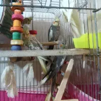 عروس هلندی خانگی