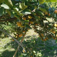 خرمالو سیبی ـ گوجه ای|خوردنی و آشامیدنی|درگز, |دیوار