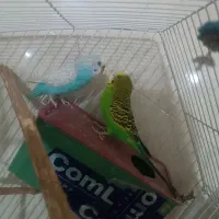 مرغ عشق|پرنده|فیروزآباد (فارس), |دیوار