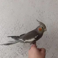 عروس هلندی دستی|پرنده|مشهد, هفده شهریور|دیوار