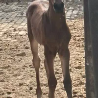 اسب کره ارسلان|اسب و تجهیزات اسب‌سواری|قم, نیروگاه|دیوار