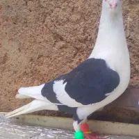 دوتاکبوترخط سفید|پرنده|شیراز, شهدای شهرک سعدی|دیوار