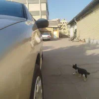 206 بژ|خودرو سواری و وانت|مشهد, شهرک امام هادی (شهرک غرب)|دیوار