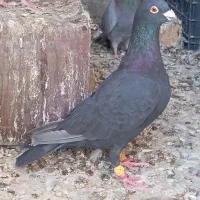 کبوتر بابته