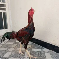 خ. خروس لاری