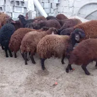 فروش بره نر و ماده قزل افشار