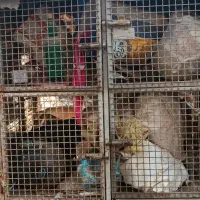 جفتگاه پرنده