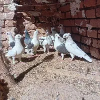 آلمانی پرشی|پرنده|زاوه, |دیوار