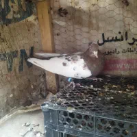 کفتر مخمل طوقی دوکت سینه|پرنده|شیراز, سایت اداری|دیوار
