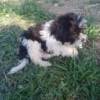 این یک سگ نژاد دار هست.دوماهش هست