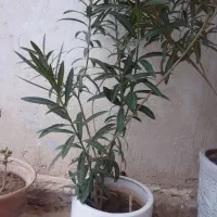 گل وگیاه