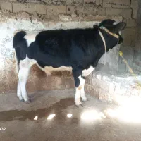 گوساله نر ۹ ماهه هلشتاین درجه یک گاو|حیوانات مزرعه|صحنه, |دیوار