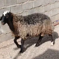 حیوانات مزرعه