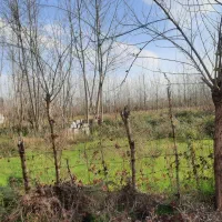 فروش زمین سیا اسطلخ ( نسق)