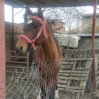 اسب|اسب و تجهیزات اسب‌سواری|بندر گز, |دیوار