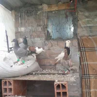 چندتا کبوتر آلمانی و رنگی