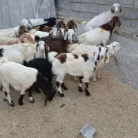 20راس بزغاله