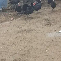 بو قلیون سیاه