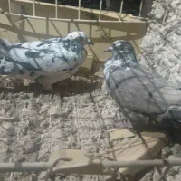 کبوتر طاق سیاه