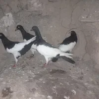 کبوتر یهودی