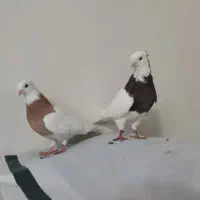 کبوتر طوقی|پرنده|خرم‌آباد, |دیوار