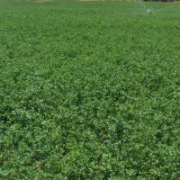 یونجه خرمن کوب درجه ۱|حیوانات مزرعه|سنندج, |دیوار