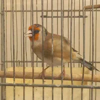 سهره روانی|پرنده|قرچک, زیبا شهر|دیوار