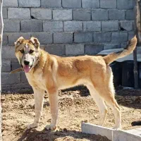 توله ۶ماهه افغان