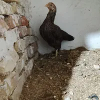 چهار ماکیان با ی جوجه خروس|حیوانات مزرعه|سراوان, |دیوار