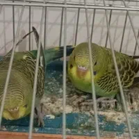مرغ عشق|پرنده|خورموج, |دیوار