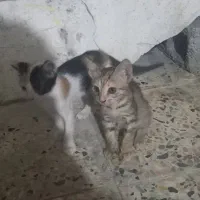 واگذاری گربه برای سرپرستی