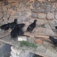 جوجه مرغ و خروس ایام سمانی،بوقلمون بوربون|حیوانات مزرعه|تهران, امام زاده عبدالله|دیوار