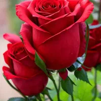 کارگر گل خانه و مزرعه..کد 021