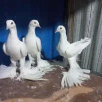 کبوتر اوجا پاچا