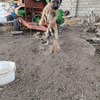 سگ سرابی|سگ|اردبیل, |دیوار