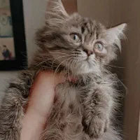 گربه ناز