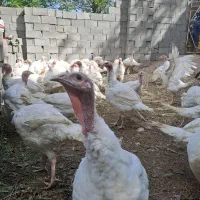 بوقلمون بیوتی6درکاشان